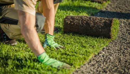 servicios de jardineria Podas y Talas Dumitru